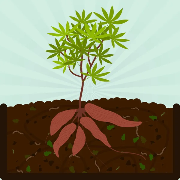 Plantación de mandioca y compost — Vector de stock