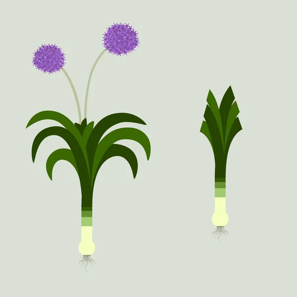 Poireaux et fleurs — Image vectorielle