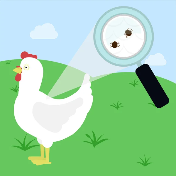 Cocher dans le poulet — Image vectorielle