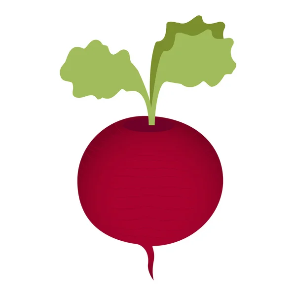 Beet — Stock Vector