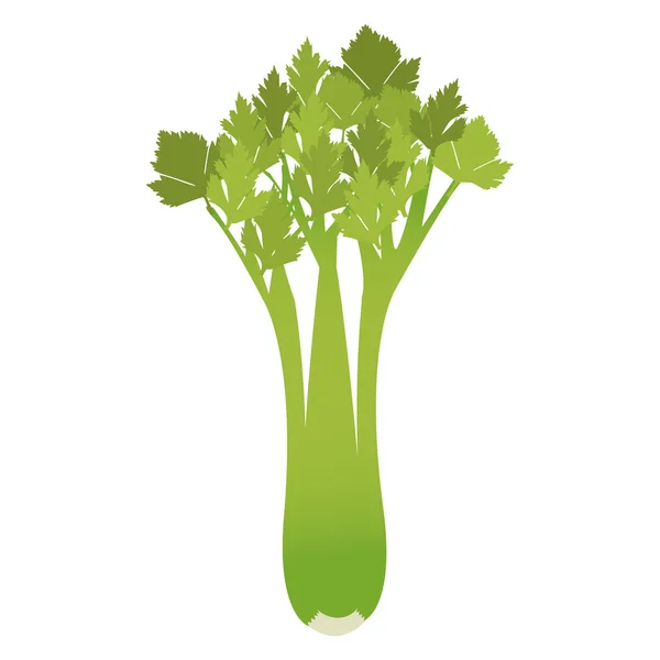 Celery — Stock Vector