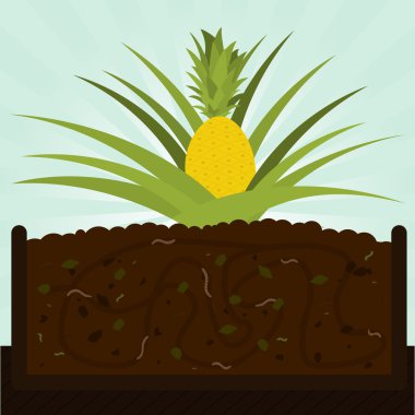 Ananas ağaç ve kompost