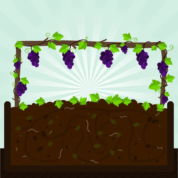 Grapevine en compost — Stockvector