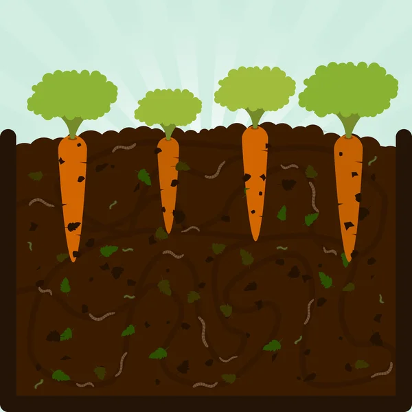 Plantación de zanahorias y compost — Vector de stock