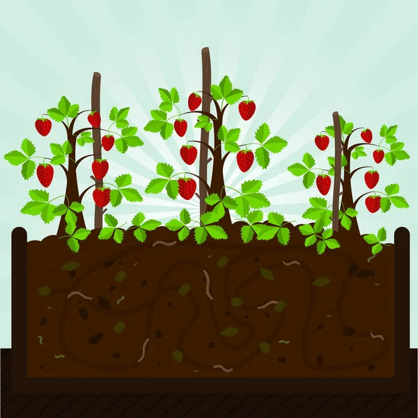 Strawberry tree and compost — Stock Vector