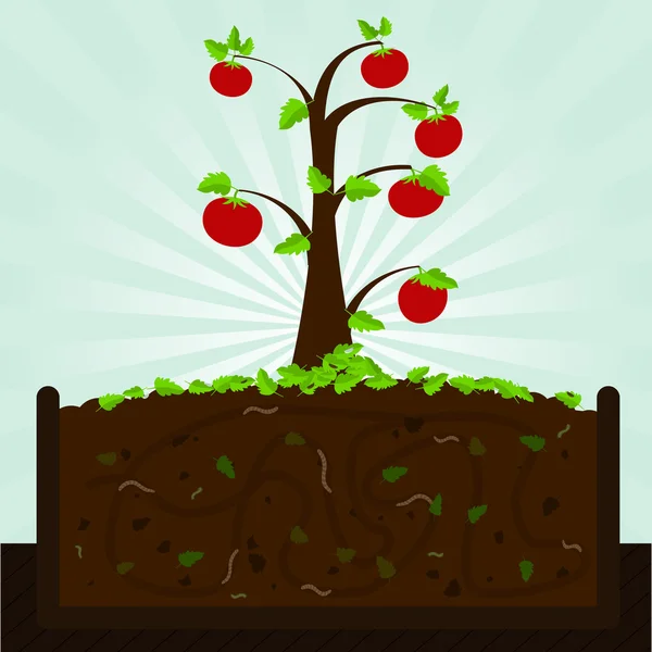 Árbol de tomate y compost — Vector de stock