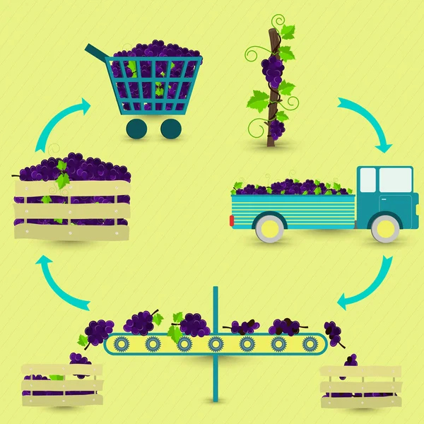 Process of grape — Stockvector