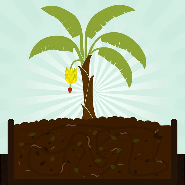 Bananenbaum und Kompost — Stockvektor