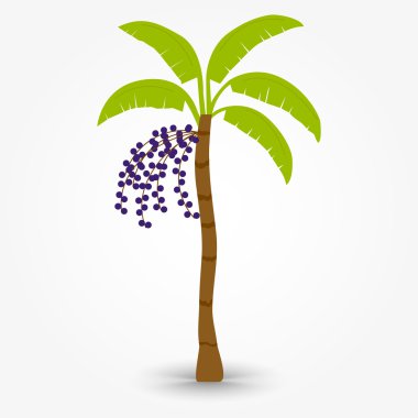 Acai ağaç