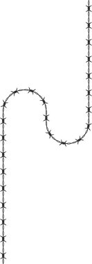 Dikenli teller iki zıt kıvrımlı, keskin virajlı ve eşit dağılmış dikenli..