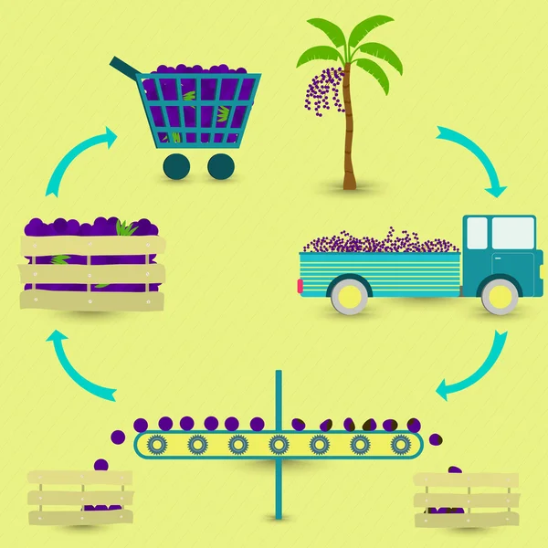 Processo do açaí (fruta brasileira ) — Vetor de Stock