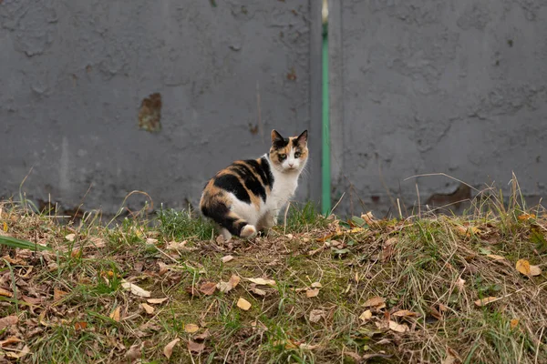 Gato Salvaje Miró Hacia Atrás Contra Fondo Valla — Foto de Stock