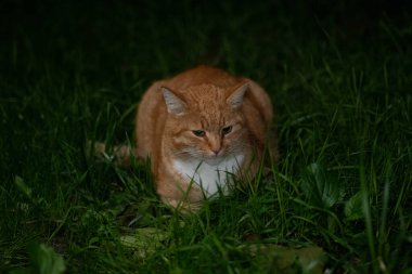 Şişko kızıl kedi geceleyin çimlere yayıldı.