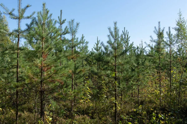 Young Pines Vladimir Region — Stock Photo, Image