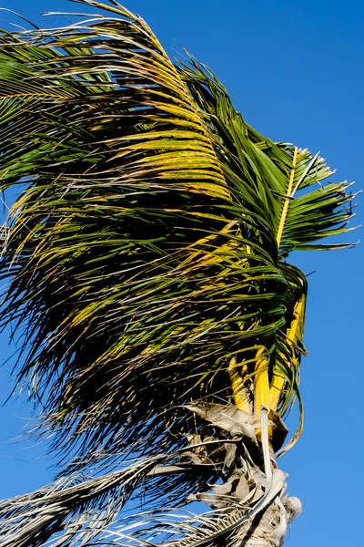 Palmera de coco en el viento —  Fotos de Stock