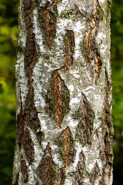 Écorce d'arbre — Photo