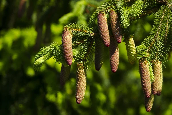 Pine tree and pine cone Royalty Free Stock Photos