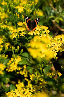 Sarı çiçeklerle dolu bir tarlada turuncu kelebek