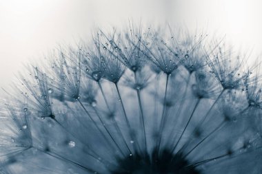 Beyaz arkaplanda karahindiba