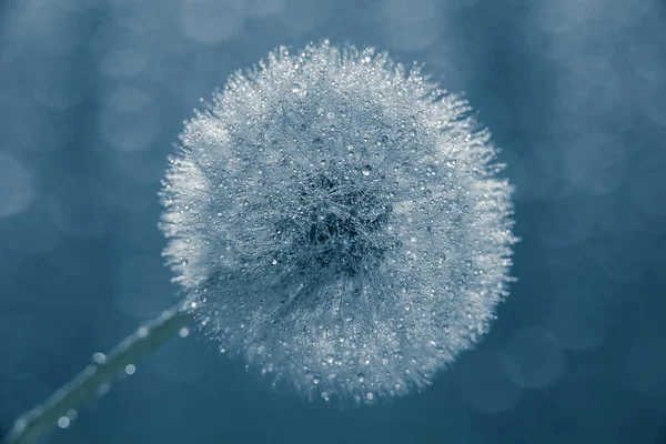 Water Druppels Een Paardebloem — Stockfoto