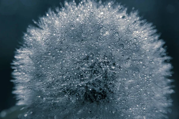 Water Druppels Een Paardebloem — Stockfoto