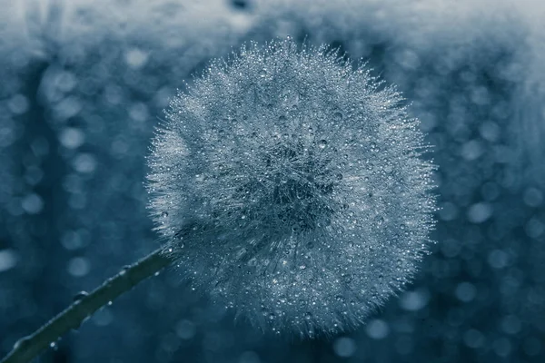 Water Druppels Een Paardebloem — Stockfoto