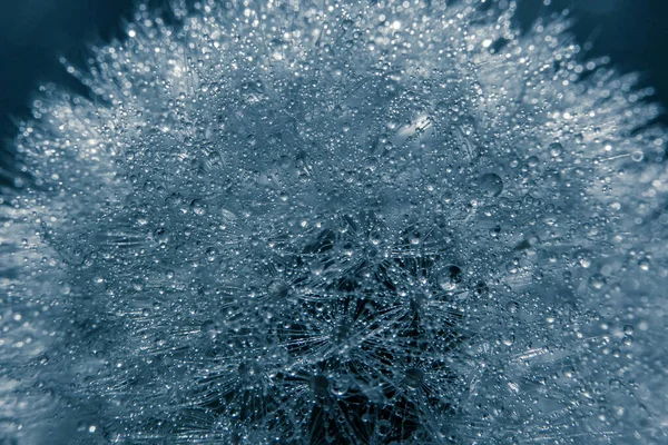 Water Drops Dandelion — Stock Photo, Image