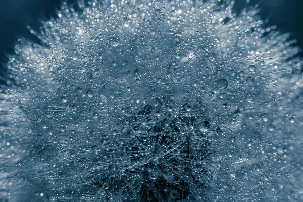 Water Druppels Een Paardebloem — Stockfoto