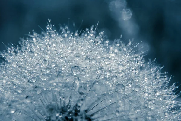 Water Drops Dandelion — Stock Photo, Image