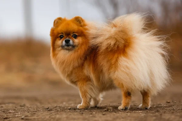 Fofo Cão Raça Pomeranian Stands — Fotografia de Stock