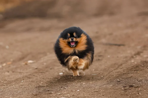 Fofo Cão Raça Pomeranian Execução — Fotografia de Stock