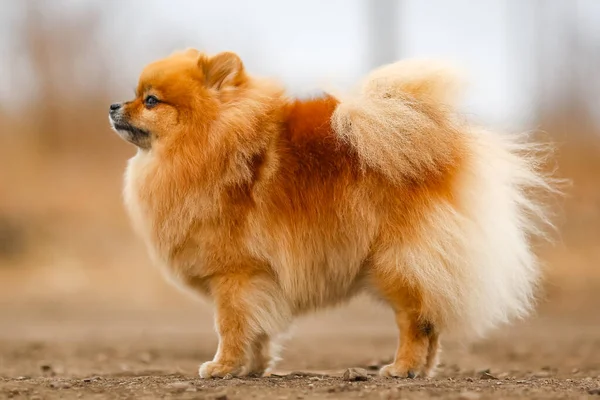 Peludo Perro Crianza Pomeranian Stands — Foto de Stock