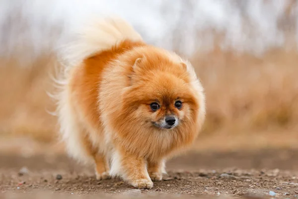 Pluizige Hond Ras Pomeranian Stands — Stockfoto