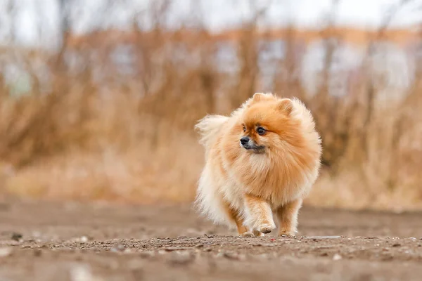 Fluffy Hund Race Pomeranian Stande - Stock-foto