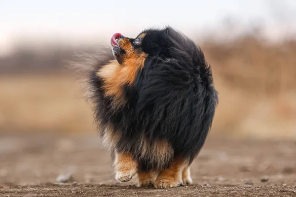 Порода Пушистых Собак Померанская Лавка — стоковое фото