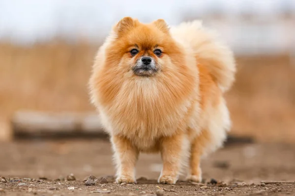 Αφράτη Ράτσα Σκύλου Pomeranian Περίπτερα — Φωτογραφία Αρχείου
