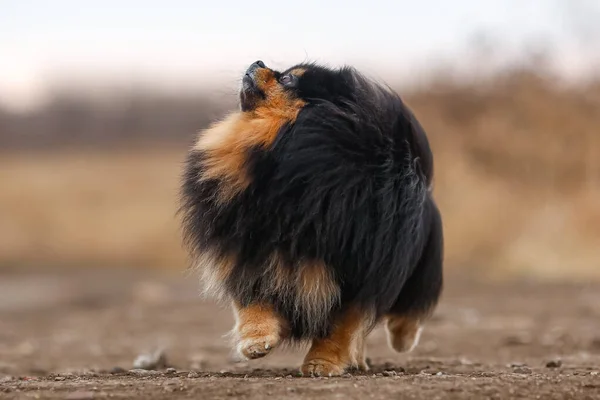 Порода Пушистых Собак Померанская Лавка — стоковое фото