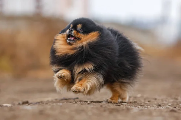 Fofo Cão Raça Pomeranian Execução — Fotografia de Stock