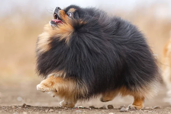 Pluizige Hond Ras Pomeranian Running — Stockfoto