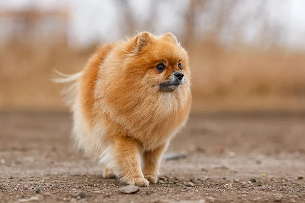 Fluffy Dog Breed Pomeranian Stands — Stock Photo, Image