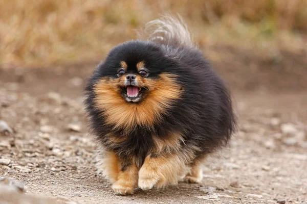 Χνουδωτός Σκύλος Φυλή Pomeranian Τρέξιμο — Φωτογραφία Αρχείου