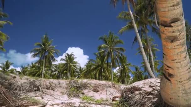 Flyttar från sand till palmer — Stockvideo