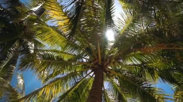Weelderige palmbomen met kokosnoten uit lage hoek, zon flare — Stockvideo