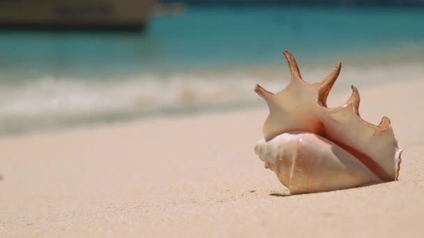 Beyaz kum plajı güzel kabuk — Stok video