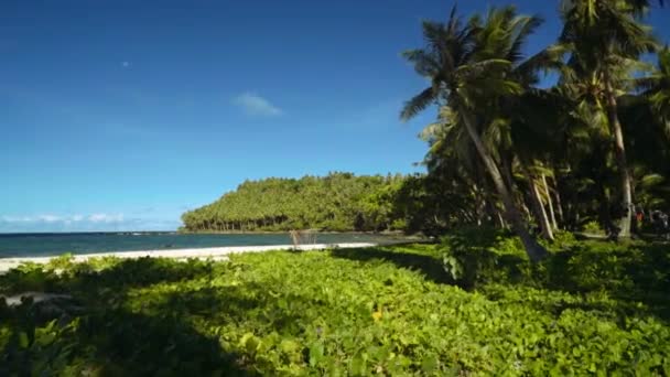 Moving closer to tropical beach with sand and green leafy vines — Stock Video