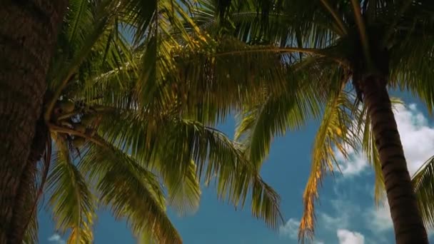 Palmiye ağaçları ile bazı insanlar altında beyaz kum plaj üzerinde ahşap köşk — Stok video