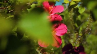 iki pembe amber çiçeği