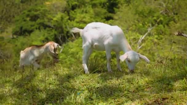 Deux jeunes chèvres mangeant de l'herbe sur la colline 