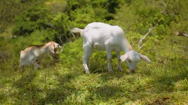 Duas cabras jovens comendo grama na colina — Vídeo de Stock