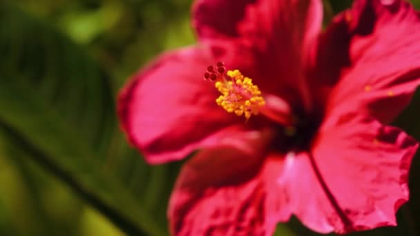Fleur d'Hibiscus rose — Video